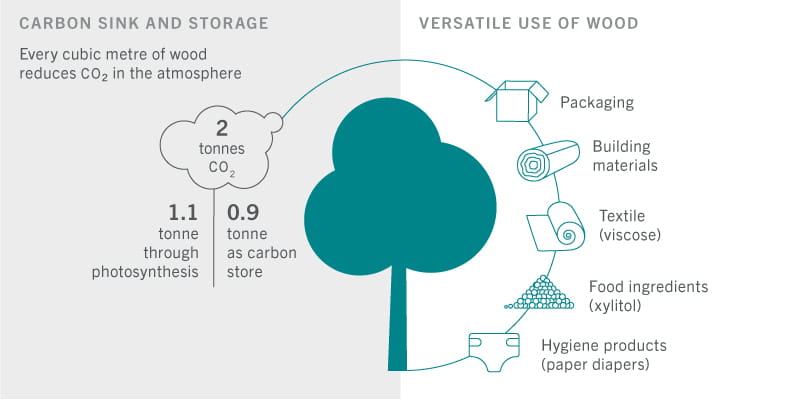 carbon sink and storage